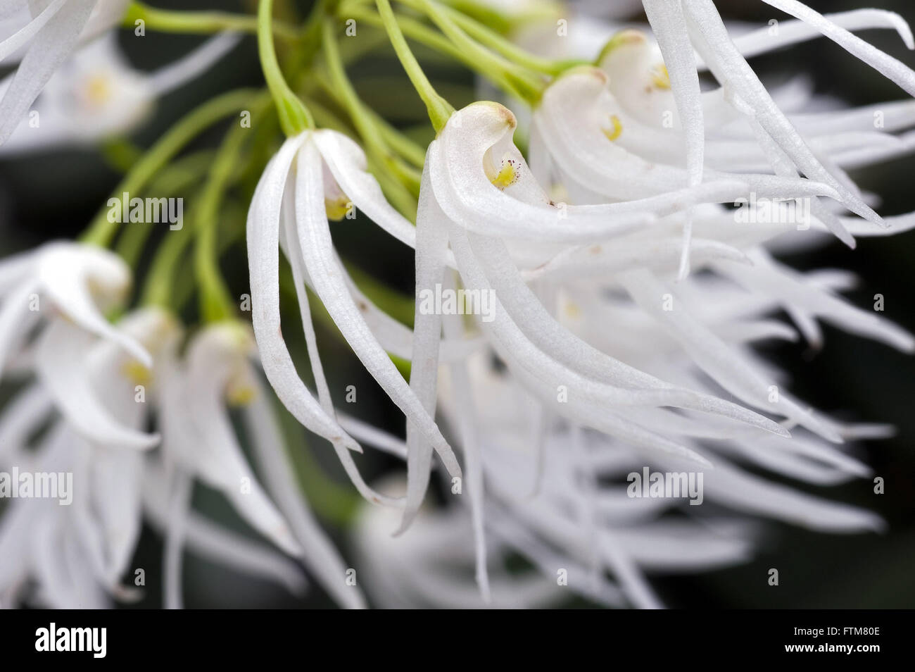 Dendrobium orchid linguiforme Foto Stock