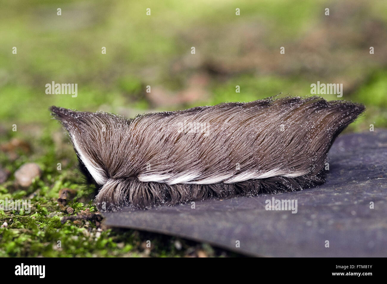 Moth caterpillar con pungente da Foto Stock