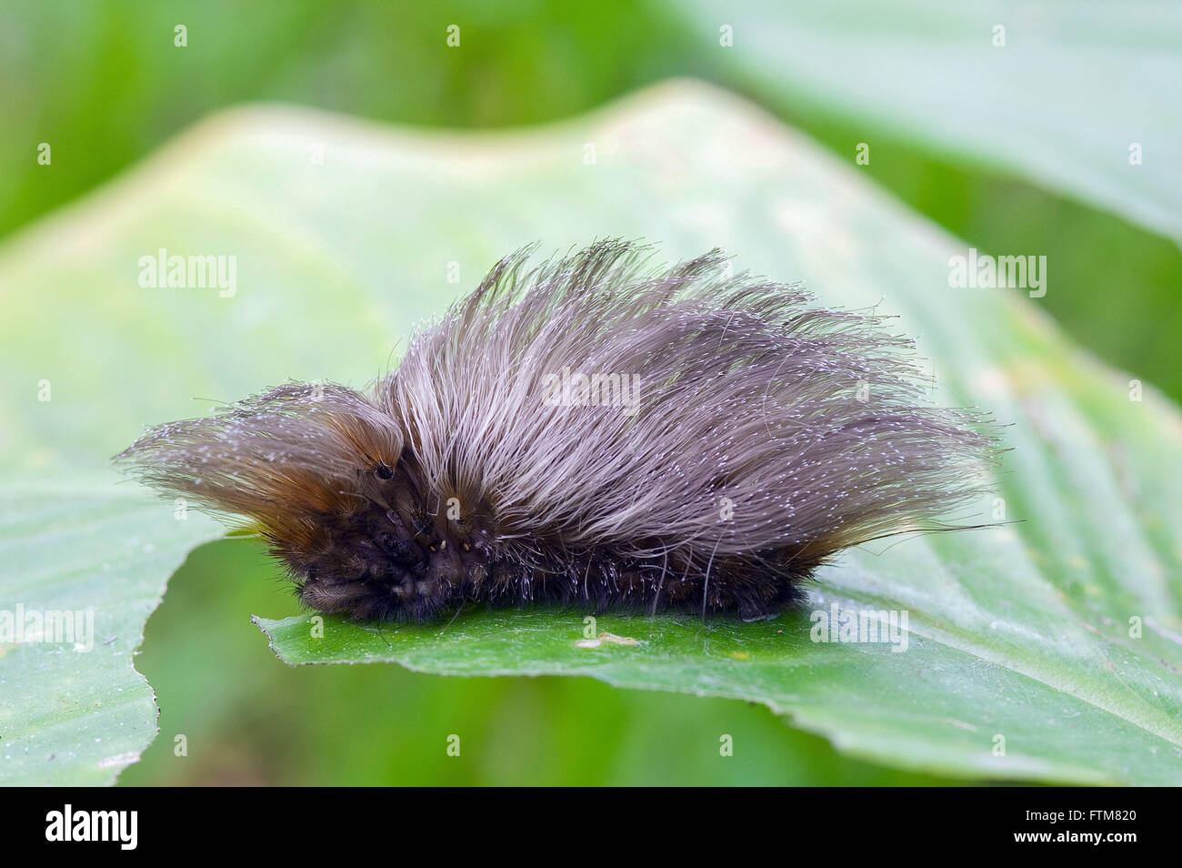 Moth caterpillar sul battente con sensazione puntoria Foto Stock