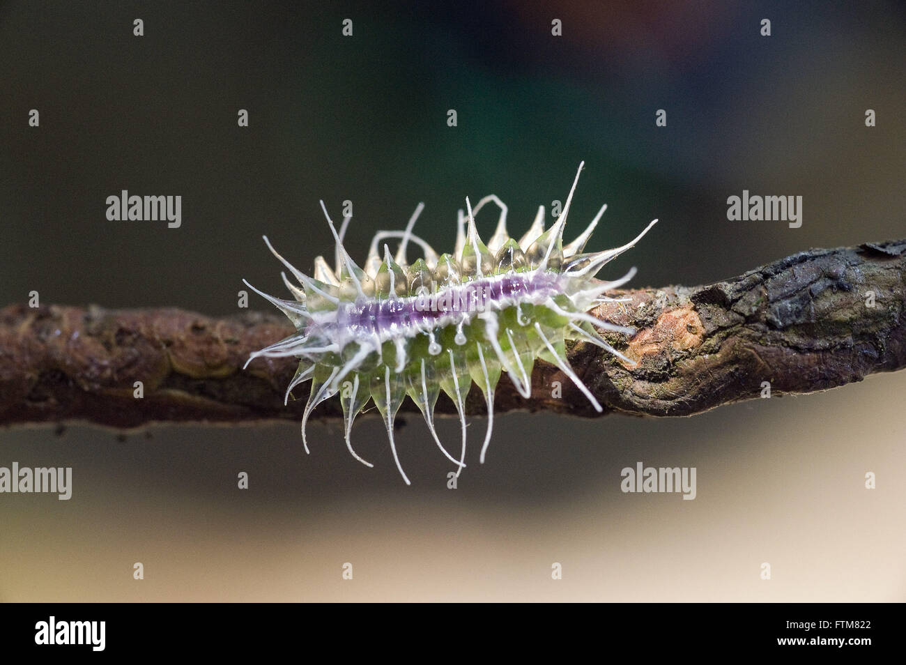 Chiudere caterpillar butterfly nella foresta di pioggia Foto Stock