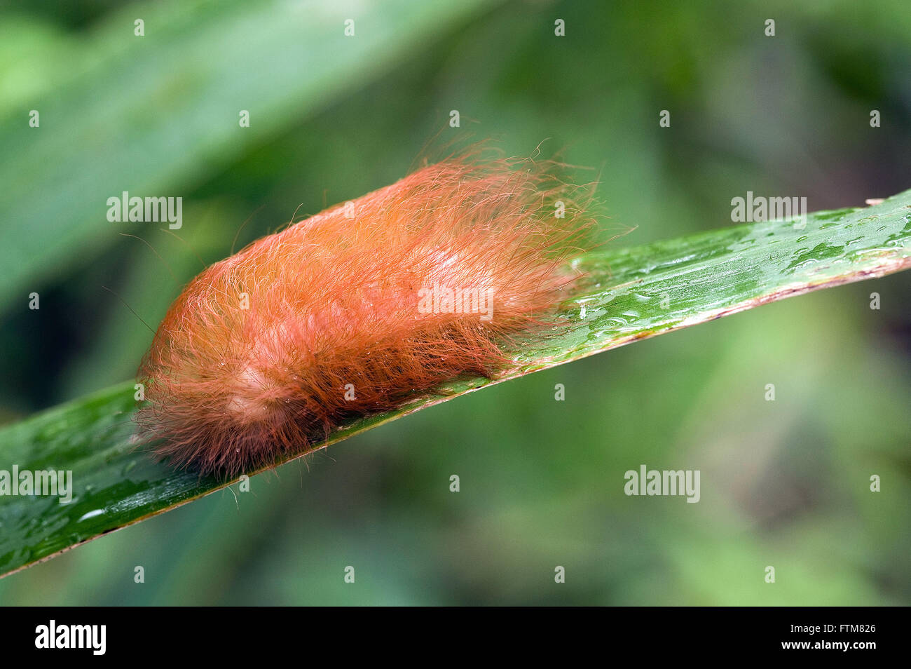 Moth caterpillar sul battente con sensazione puntoria Foto Stock