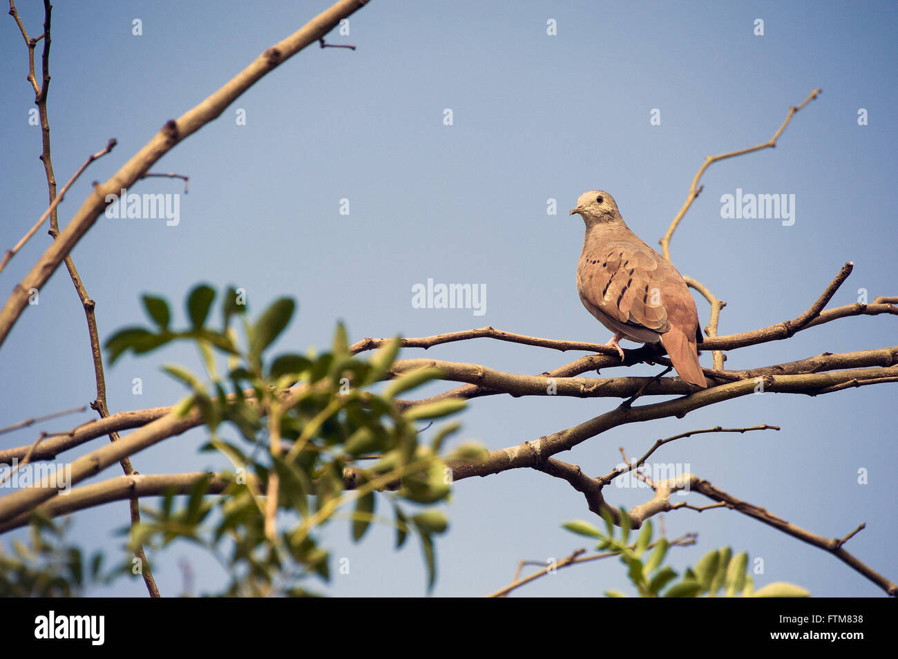 Colomba o tortora inn da rami di alberi Foto Stock