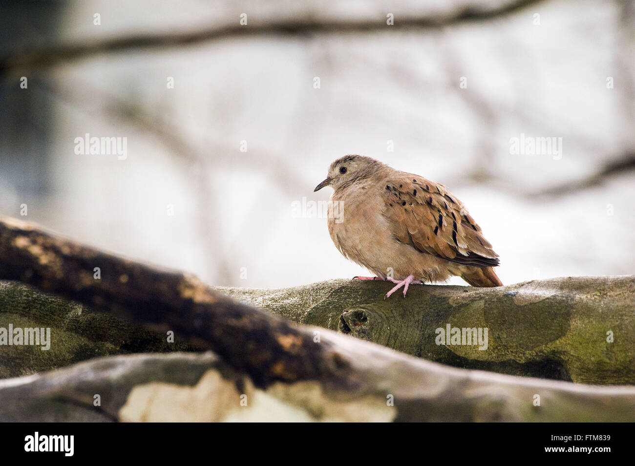 Colomba o tortora inn da rami di alberi Foto Stock