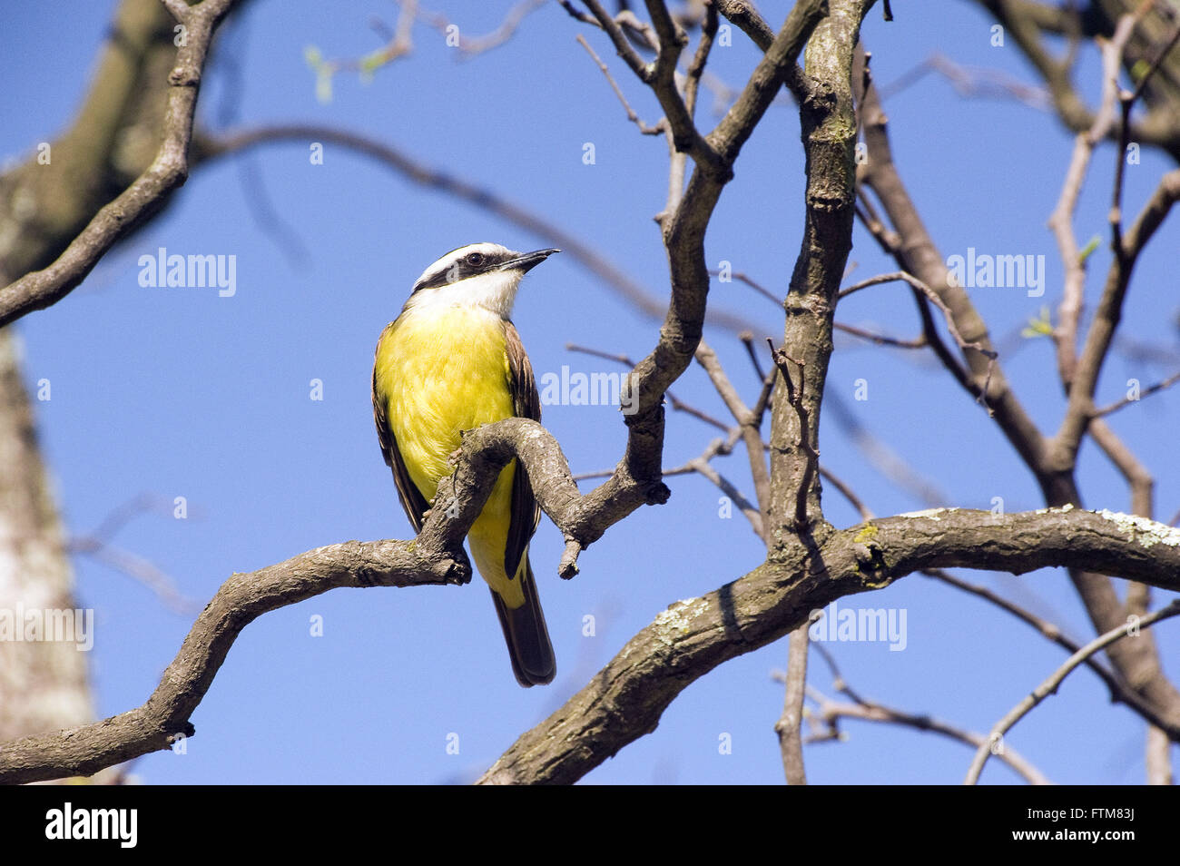 Bem-te-vi appollaiato sul ramo Foto Stock