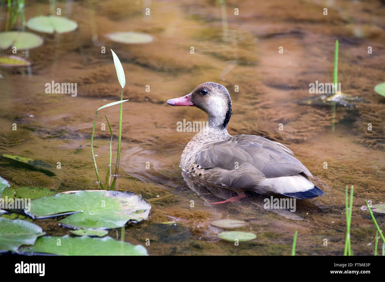 Ananai anche chiamato picassinha, pe-rosso-marreca ananai, wing-a-seta e paturi Foto Stock