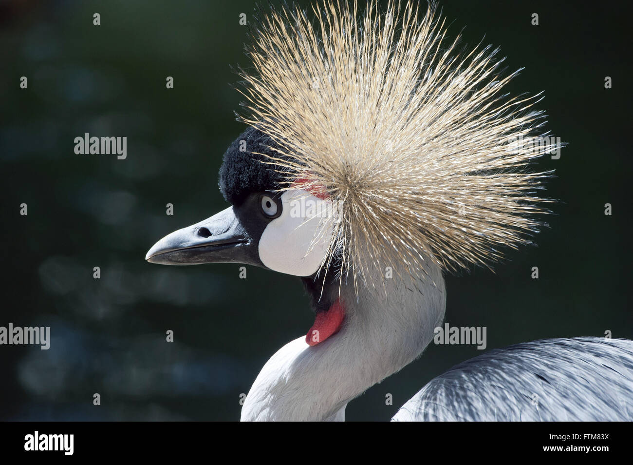 Chiudere-crowned crane Foto Stock