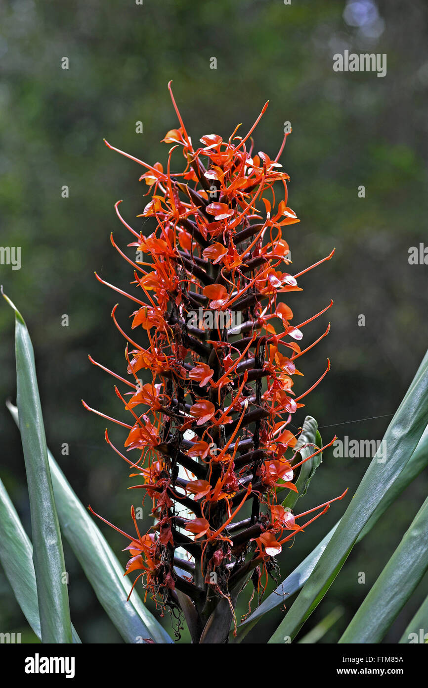 Red Ginger della famiglia Zingiberaceae - impianto di Himalayan nativo Foto Stock