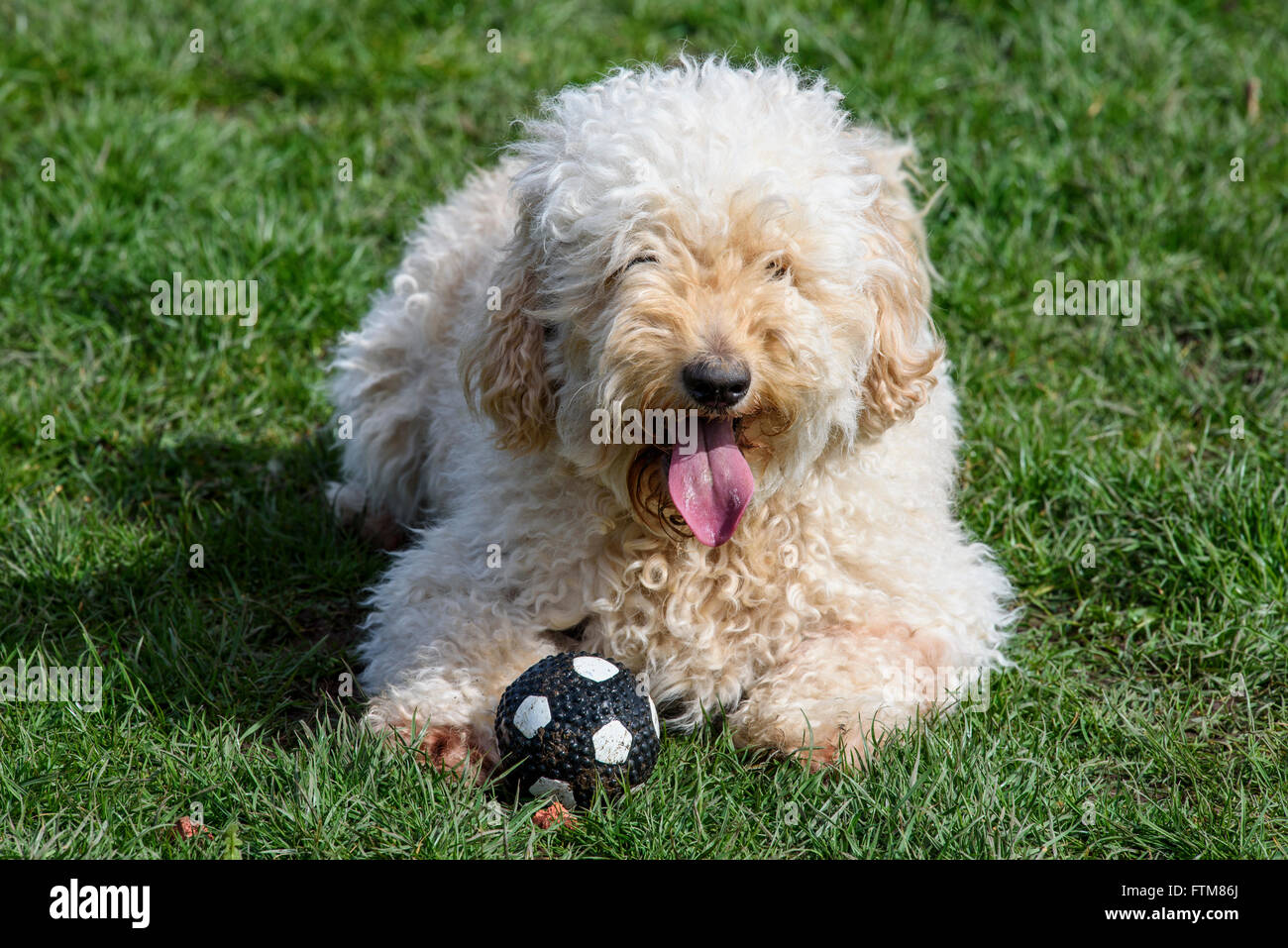 Il beige (albicocca) colorato, molto pelosi Labradoodle sdraiati sull'erba con una sfera nelle vicinanze Foto Stock
