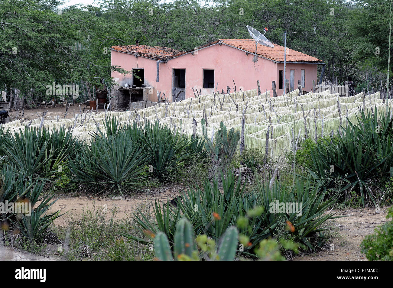 Essiccamento delle fibre nella piccola fattoria - regione chiamata Territorio di Sisal Foto Stock