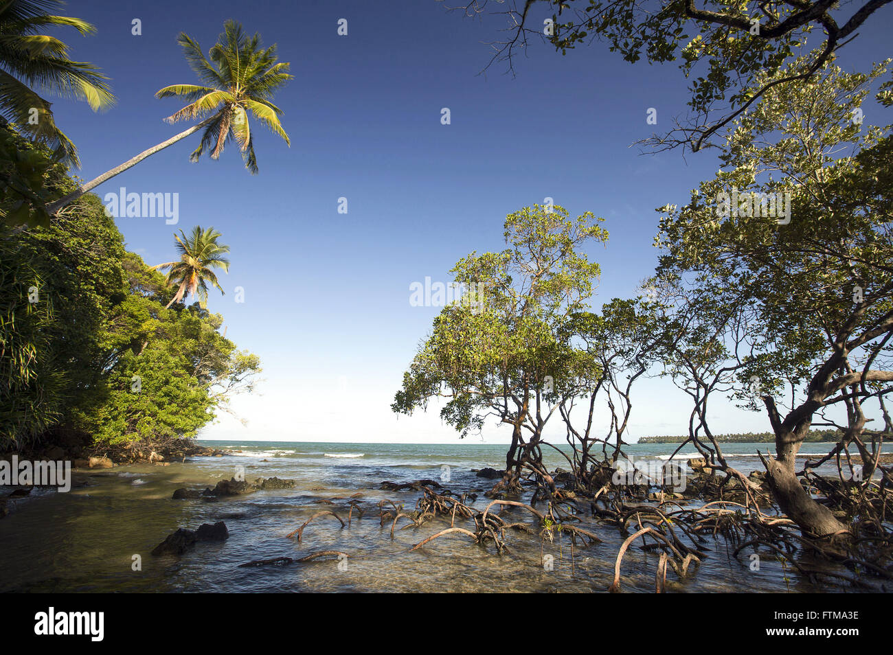 Vegetazione di mangrovie in Bainema Beach - Boipeba - Arcipelago Tinhare Foto Stock