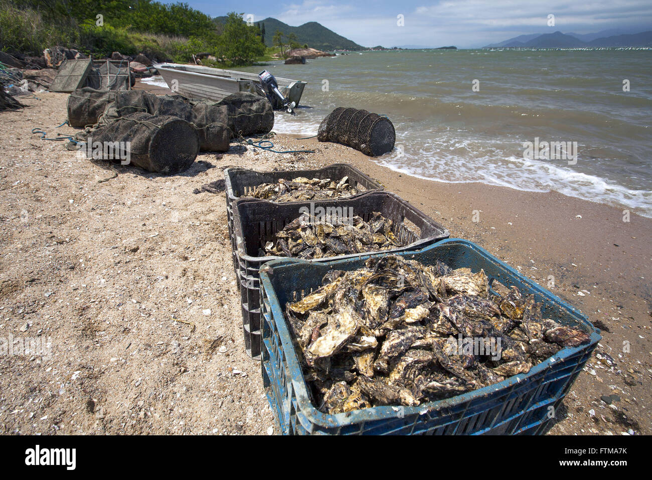 Cultivo de ostras e mariscos - distrito Ribeirao da Ilha Foto Stock