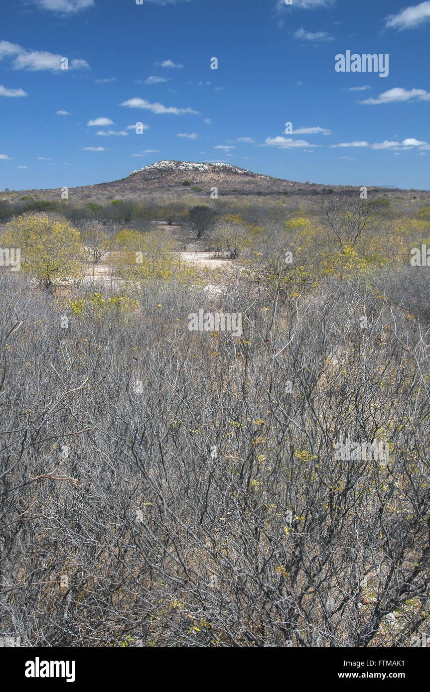 Arbusti e colle secco in background arido paesaggio del sottobosco Foto Stock