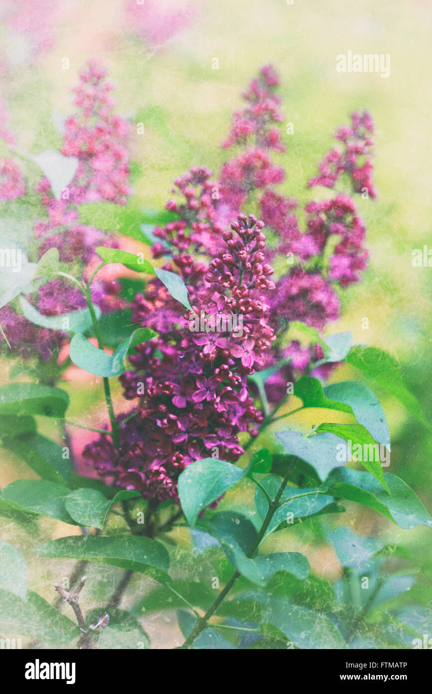 Syringa vulgaris. Immagine vintage. Foto Stock