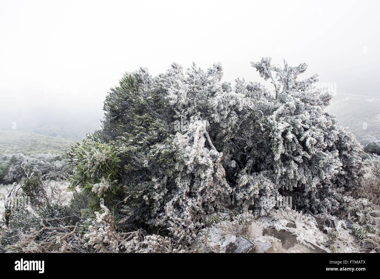 Vegetazione coperta di neve collina in Sierra torri in Santa Catarina Foto Stock