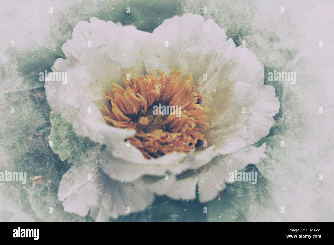 Immagine di vintage,nostalgico peonia sbocciano i fiori in un giardino. Foto Stock