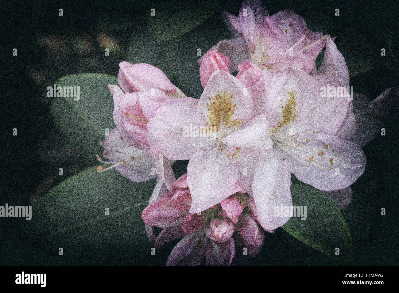 Immagine Vintage per la fioritura dei rododendri in un giardino di primavera. Foto Stock