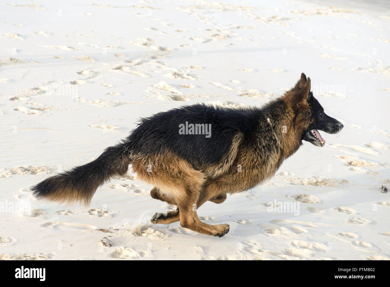 Pastore Tedesco cane in esecuzione alla Spiaggia di Joaquina Foto Stock