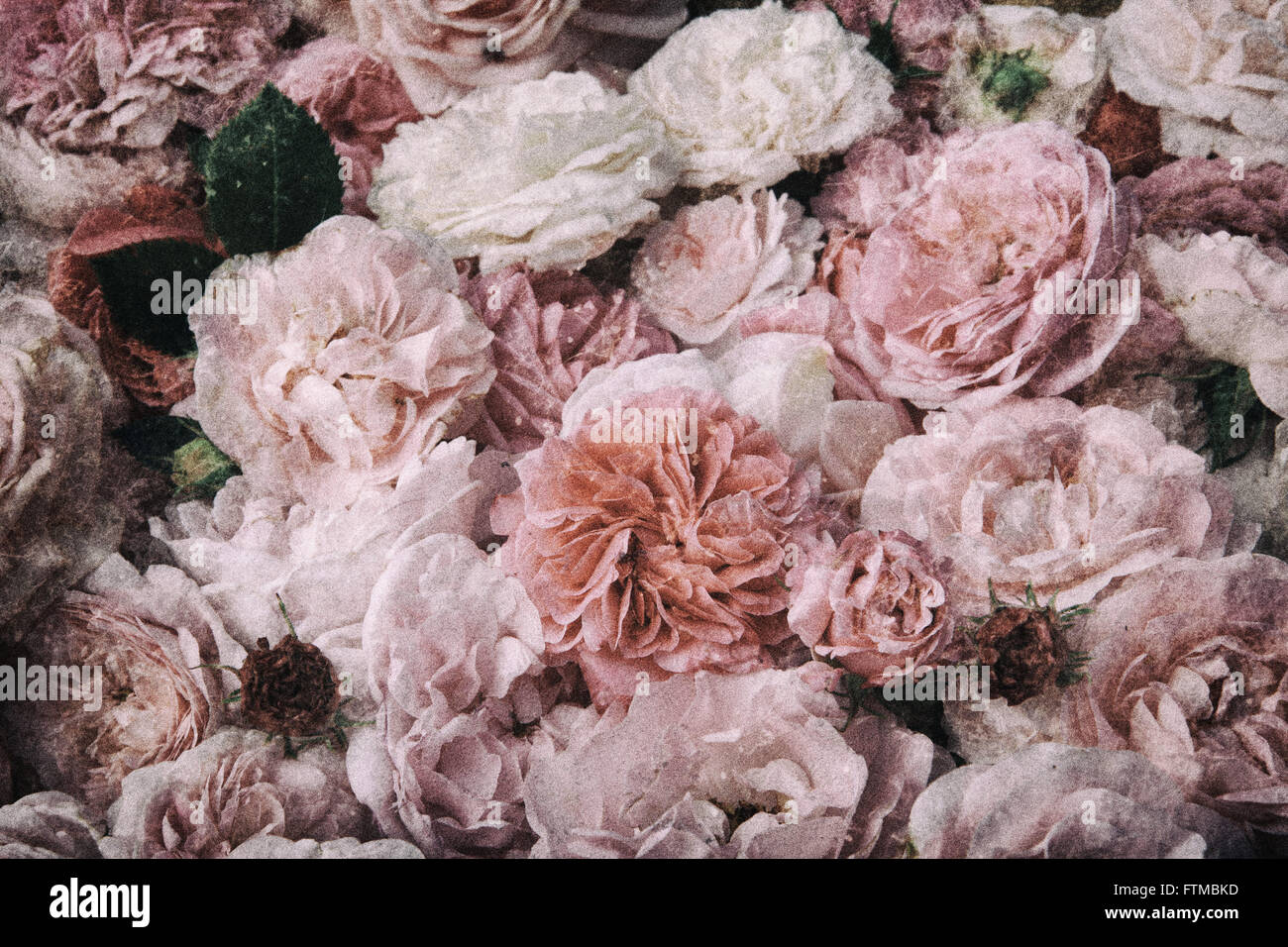 Immagine di nostalgico, vintage roses sfondo. Foto Stock