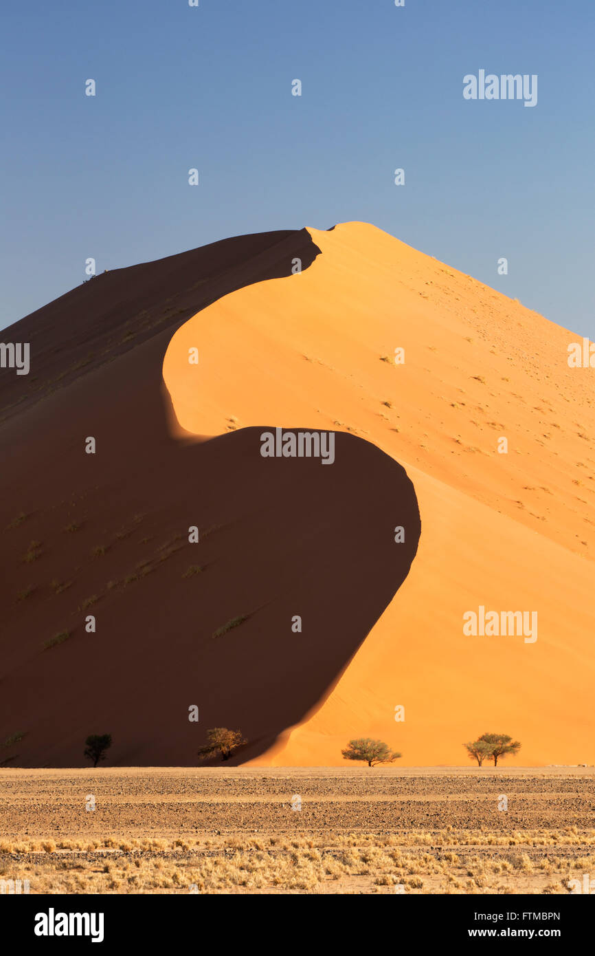 Massive sand-dune con S-rilievo sagomato e camelthorn alberi di acacia per mostrare scala in Namibia Foto Stock