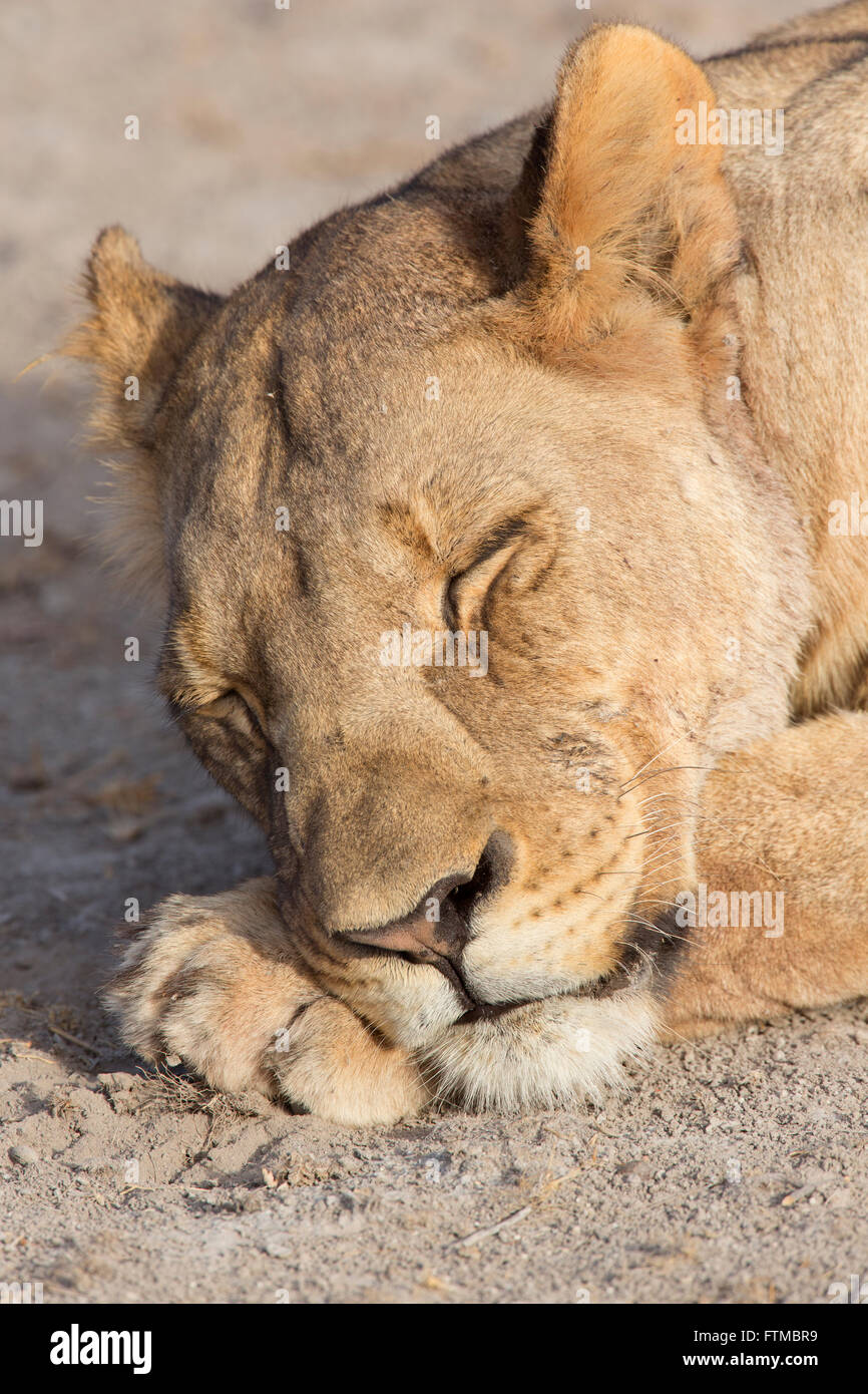 Vista ravvicinata della testa di un sonno leonessa in Etosha National Park, Namibia Foto Stock