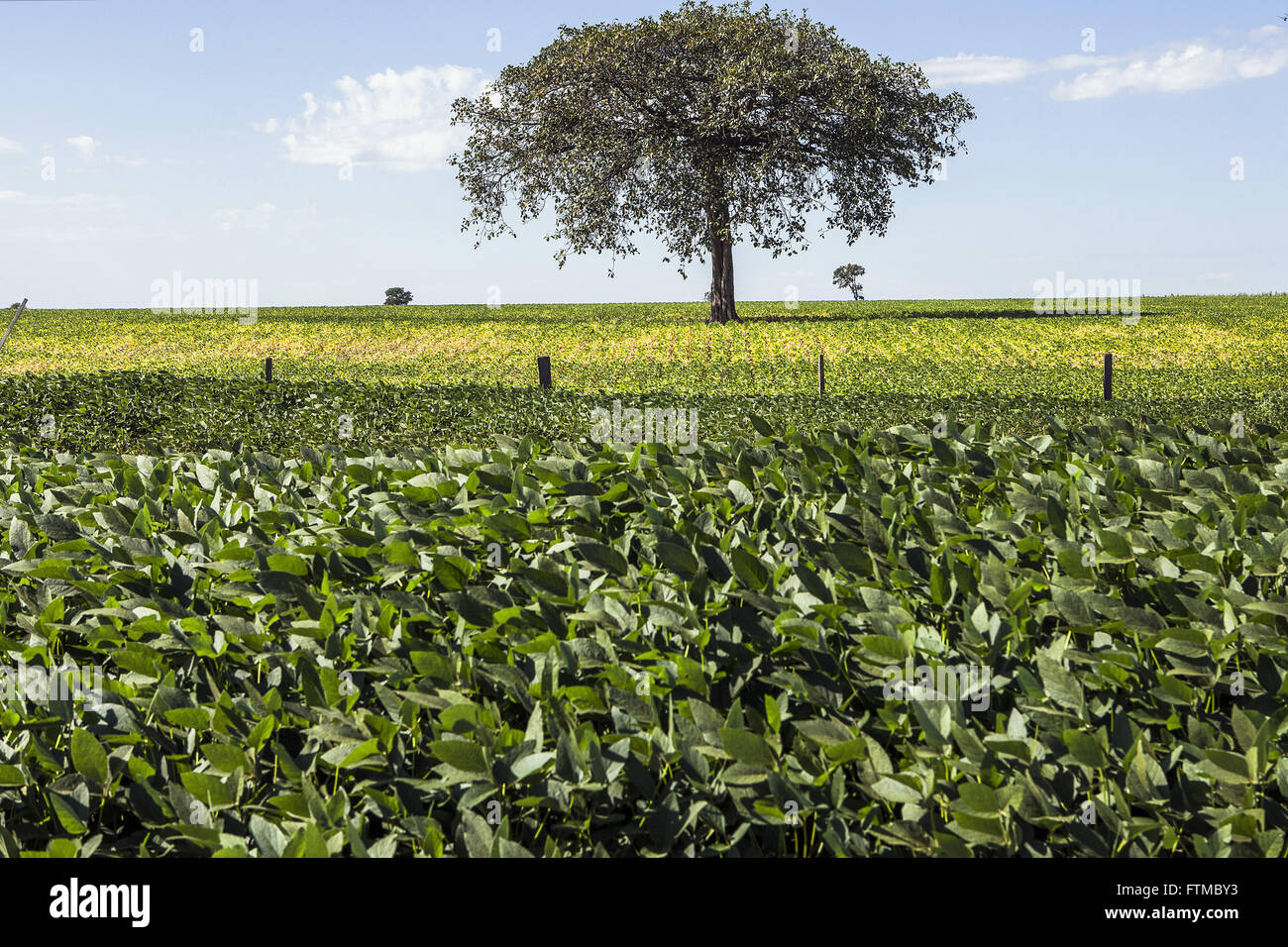 Attraverso la piantumazione di alberi i fagioli di soia in campagna Foto Stock