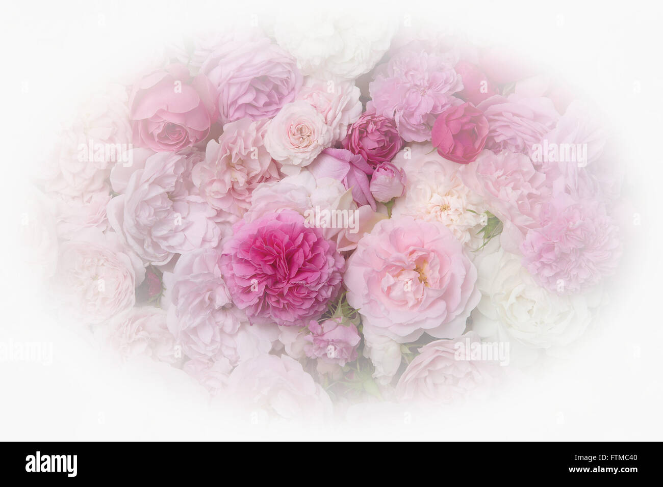 Immagine di sfondo di colore rosa rose vintage. Foto Stock