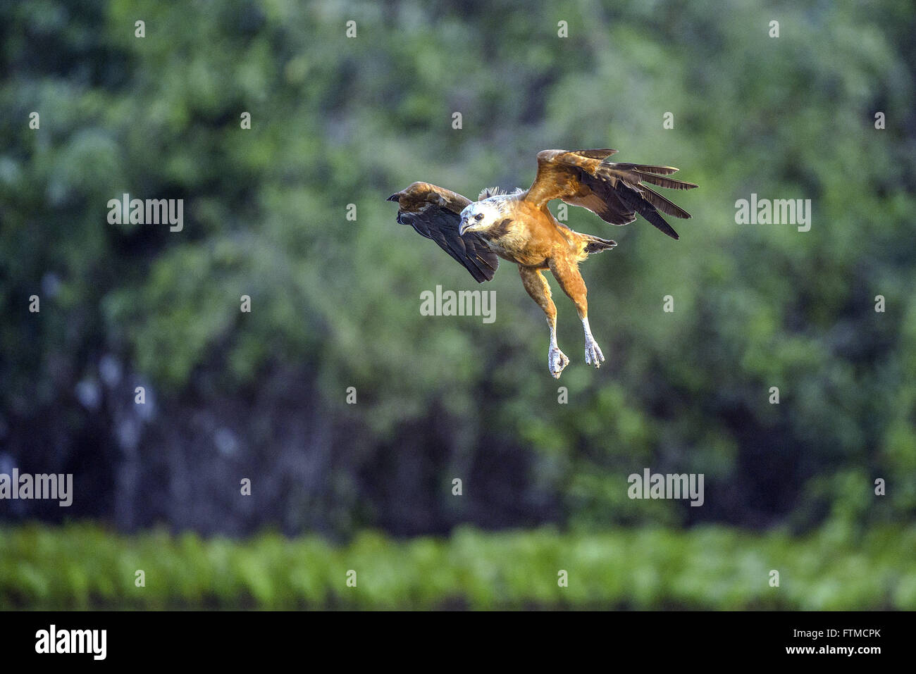 Hawk-bello anche noto come hawk-vecchio nel Pantanal Foto Stock