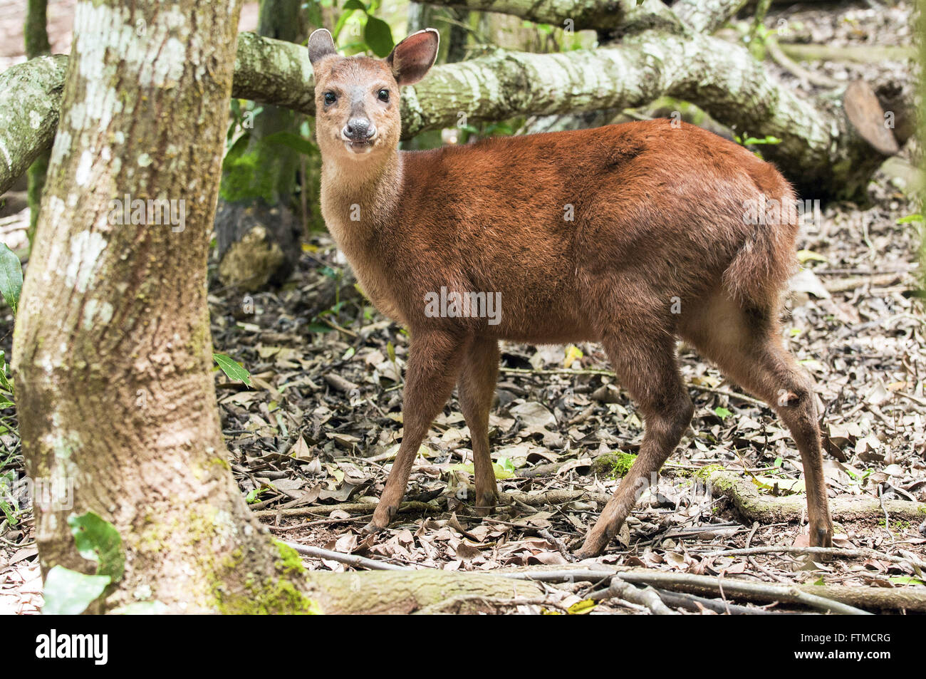 Deer Bororo chiamato anche cervi cambuta Foto Stock