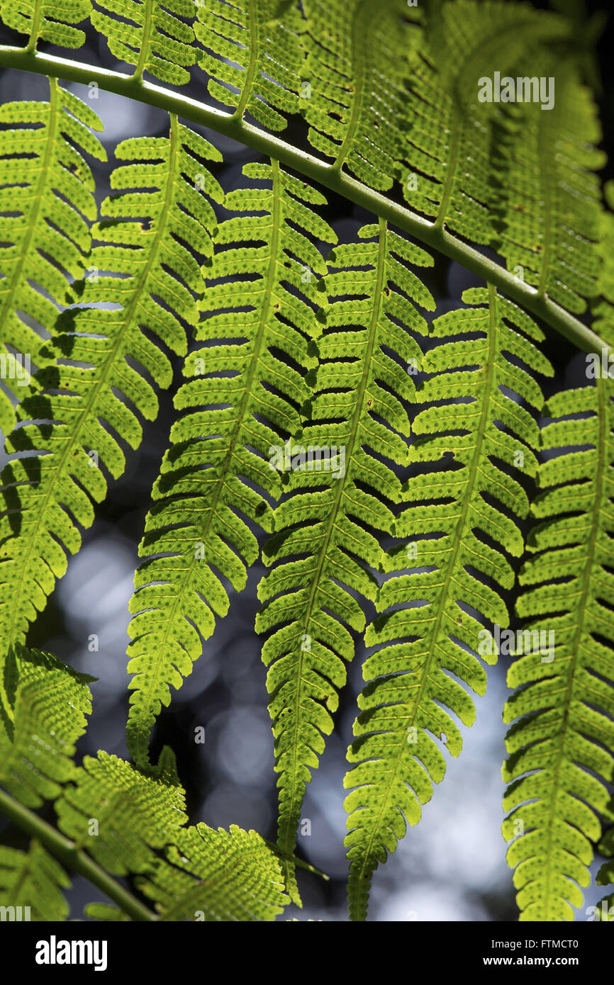 Foglia di felce nella foresta di pioggia Foto Stock