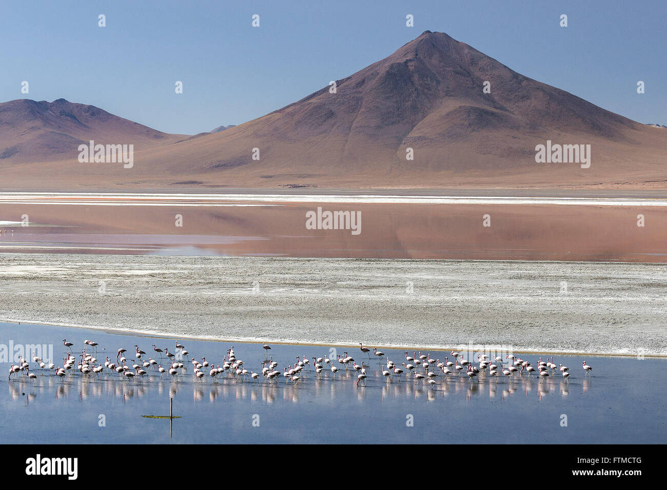Fenicotteri nella Laguna Colorada Foto Stock