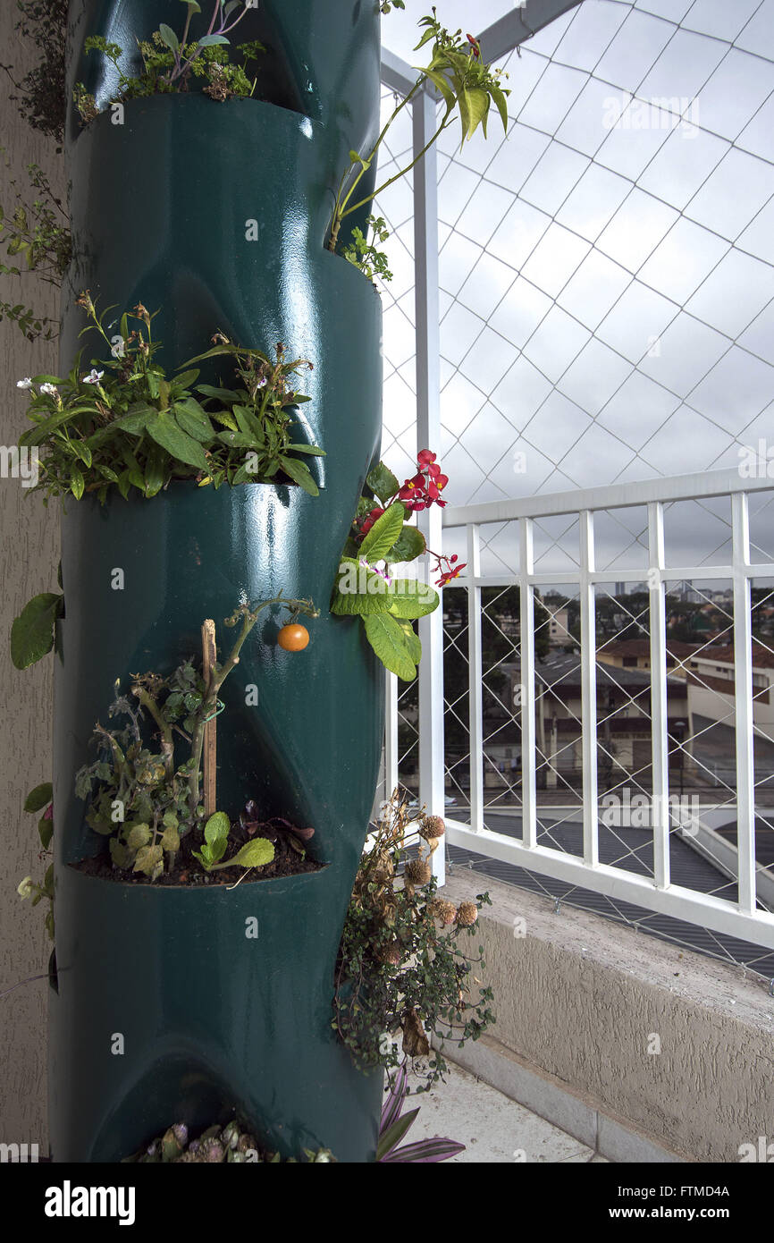 Cultivo de Alimentos em horta verticale sacada em de apartamento Foto Stock