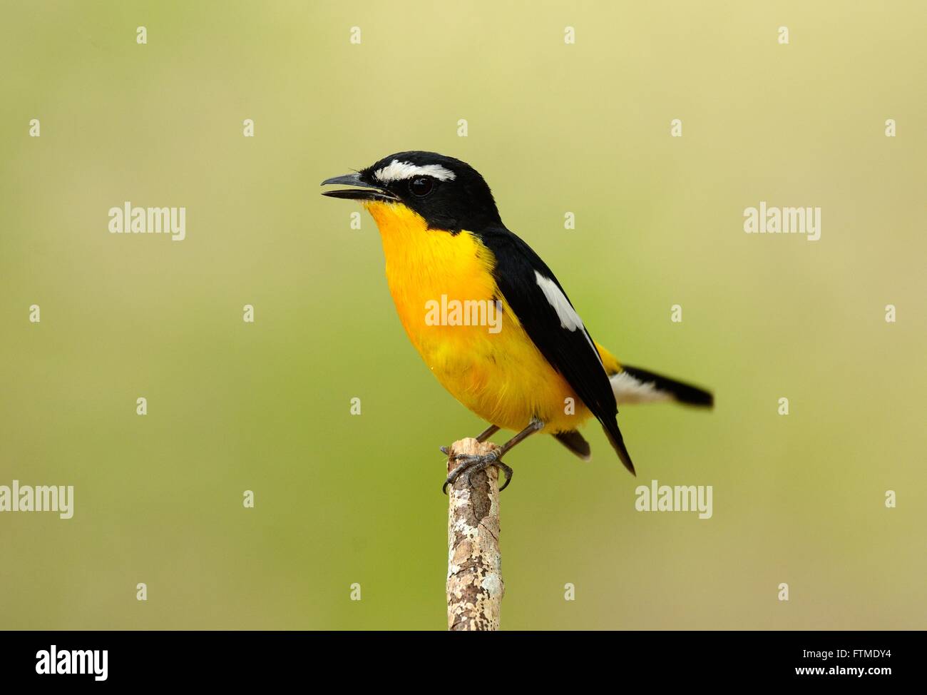 Bel maschio giallo-rumped Flycatcher (Ficedula zanthopygia) in piedi sul ramo Foto Stock