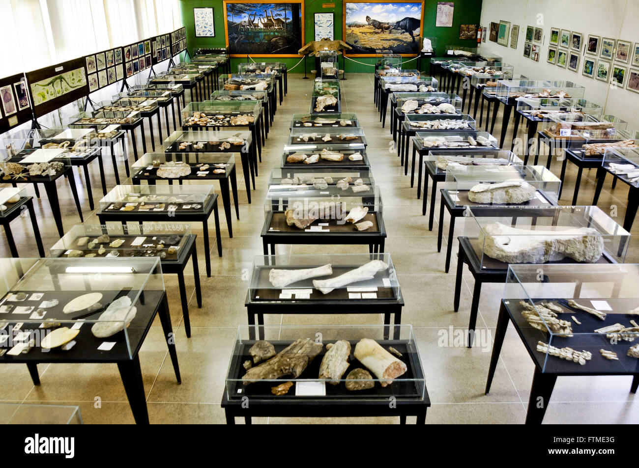 All'interno del Museo di Paleontologia Professor Antonio Celso de Arruda in Praca do Centenario Foto Stock