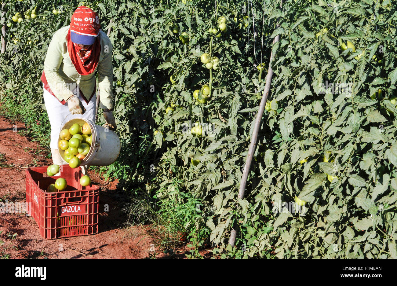 Raccolta manuale plantation envarado pomodoro a lunga durata Foto Stock