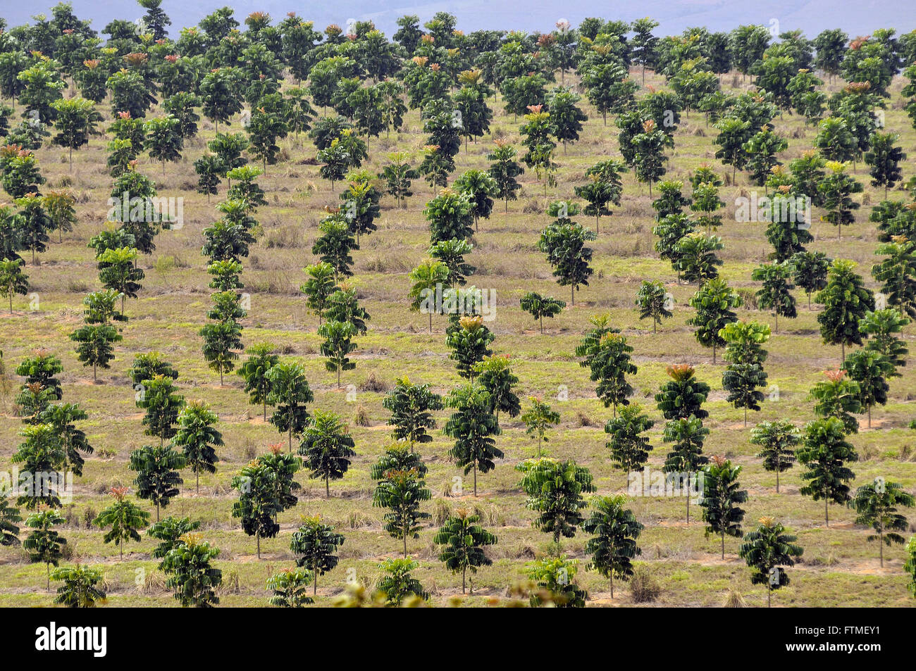 Plantation mogano Foto Stock