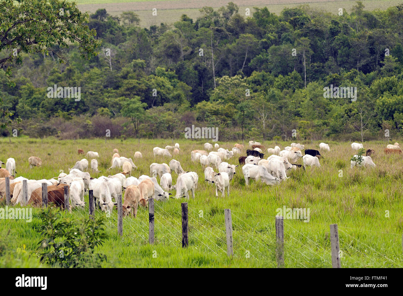 Creazione di manzi che pascolano nella campagna Foto Stock