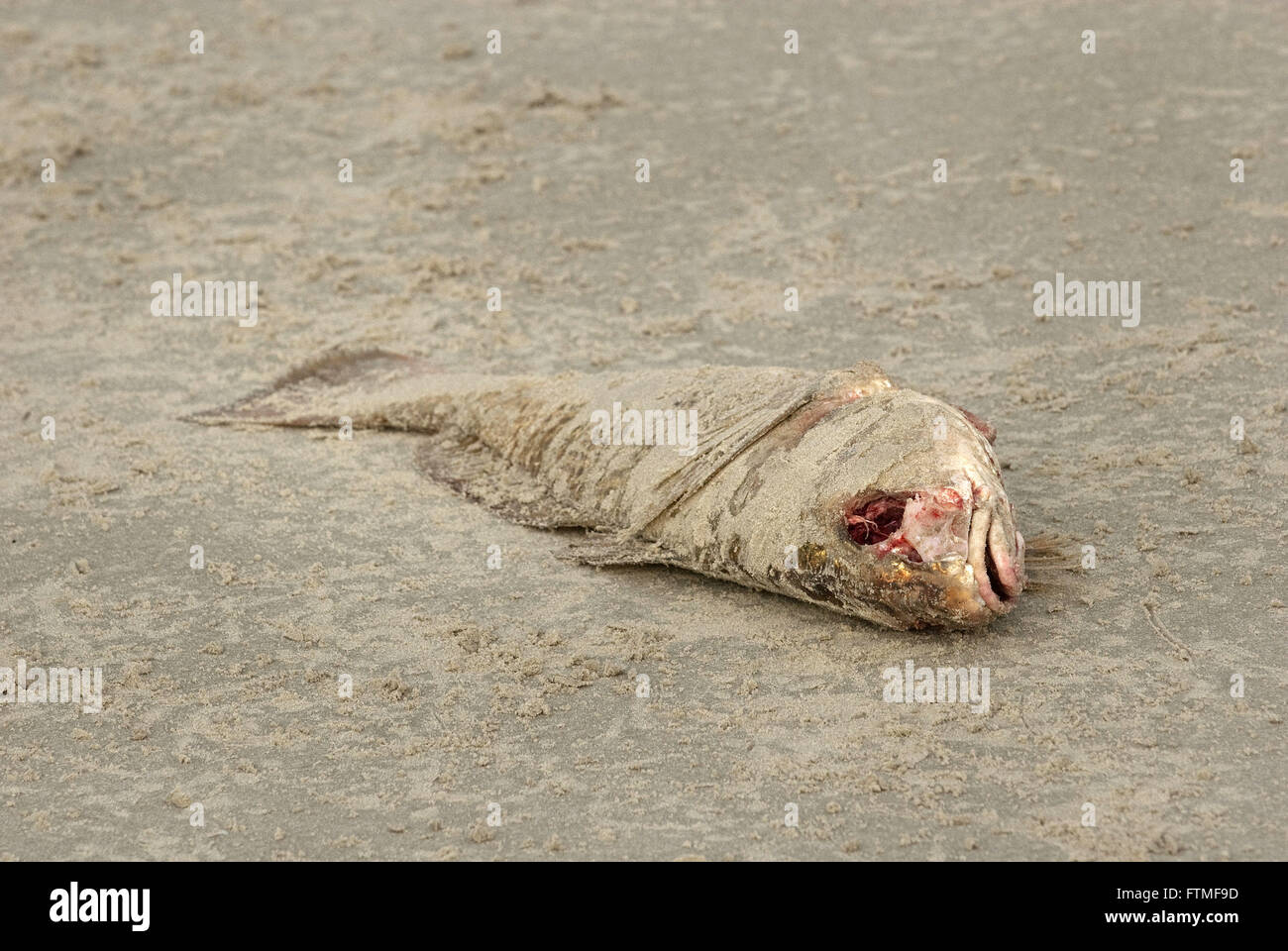 I pesci morti sulla spiaggia dell'isola Superagui area di preservazione ambientale Foto Stock