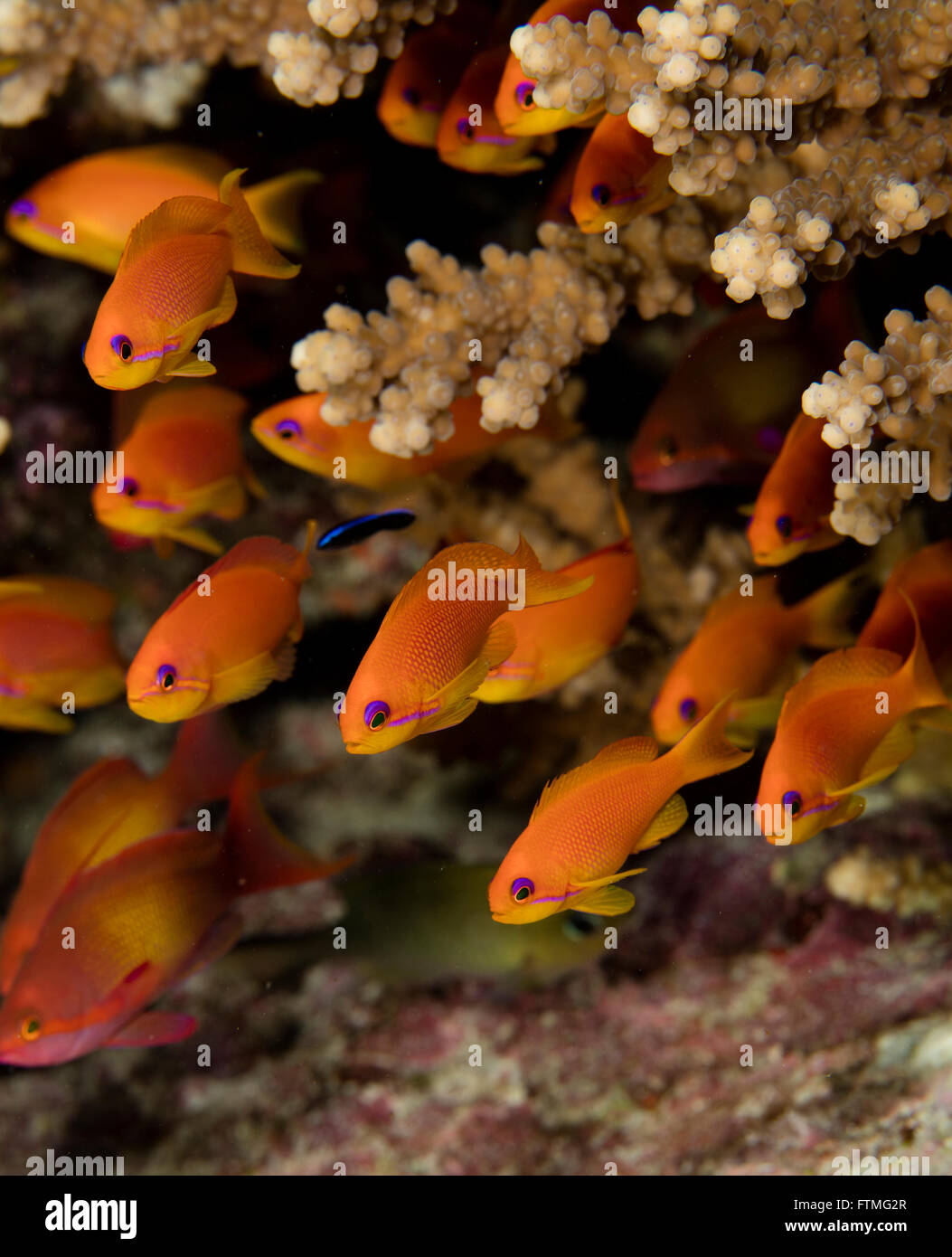 Anthias fish immagini e fotografie stock ad alta risoluzione - Alamy