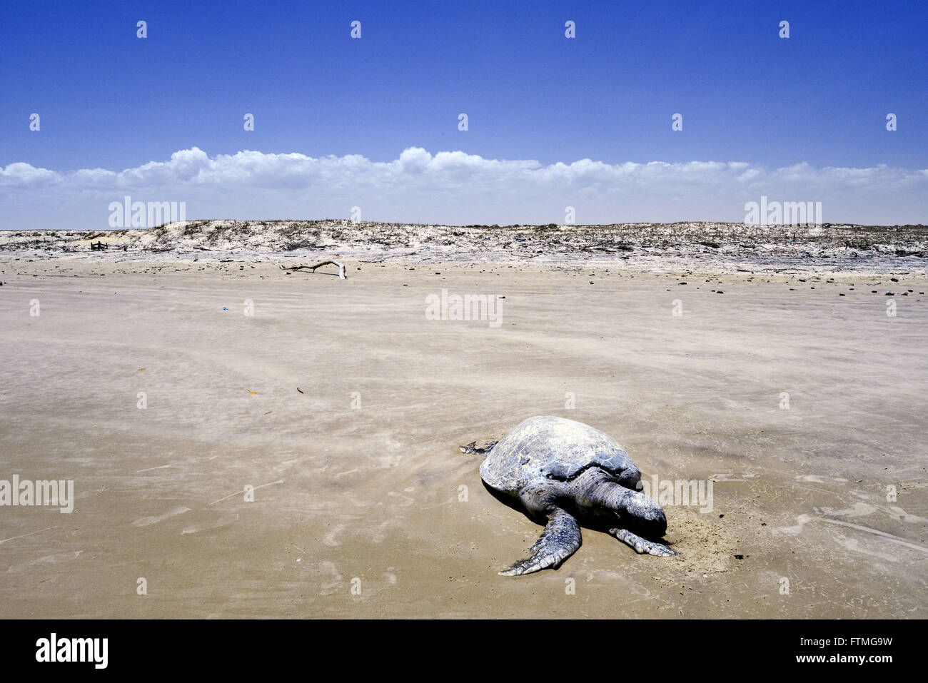 Morto su una spiaggia tra piccole e grandi turtle Maranhao Lencois Foto Stock