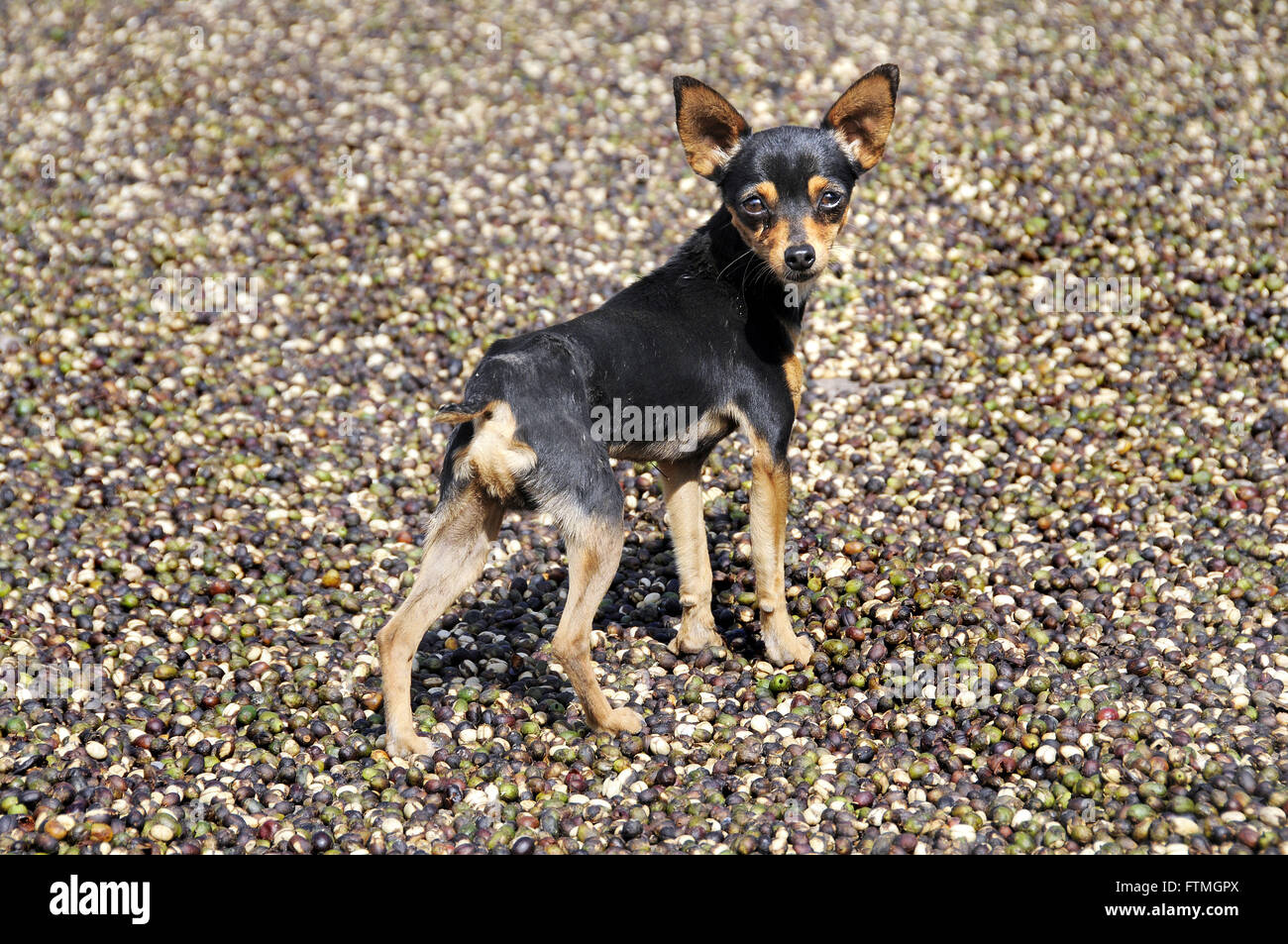 Cane di razza pinscher Guaxupe nel sud di Minas Gerais Foto Stock