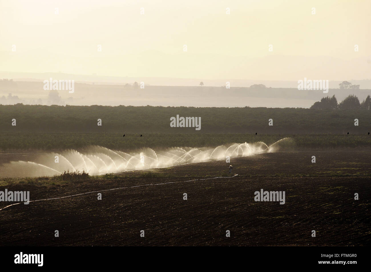 Paesaggio rurale con irrigazione nel tardo pomeriggio Foto Stock