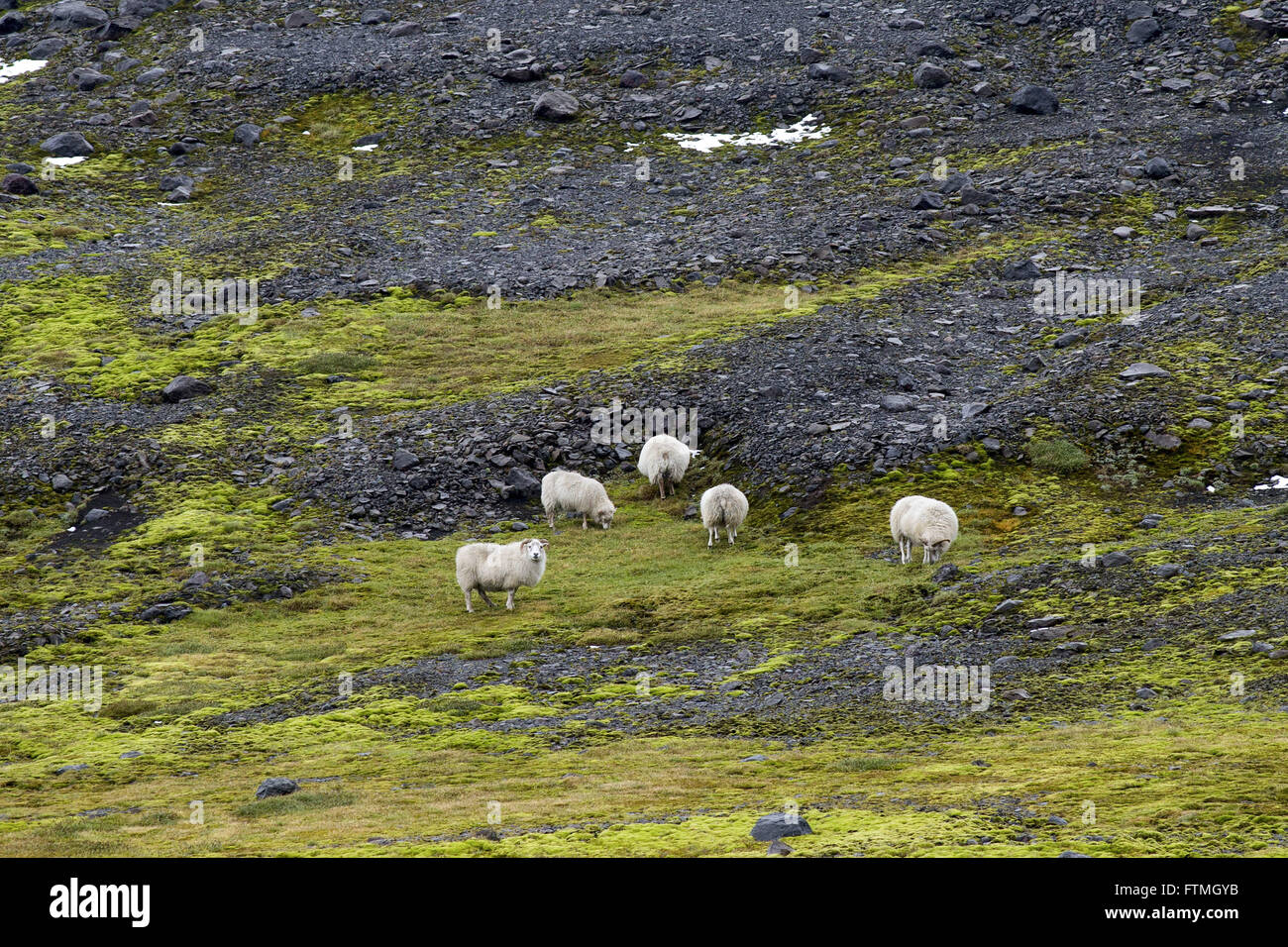 Ovini nella regione sud dell isola Foto Stock