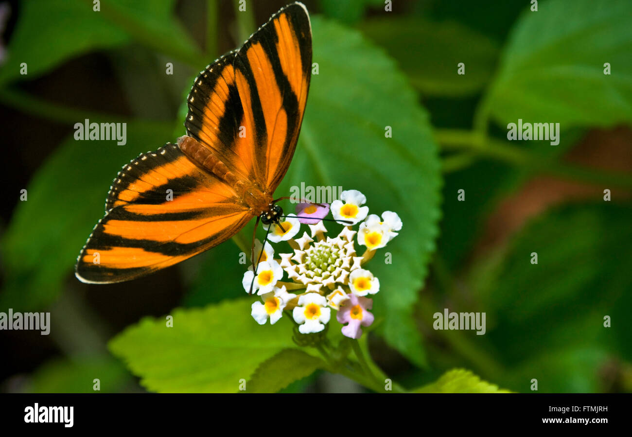 Nastrare Orange Butterfly Dryadula phaetusa sul fiore tenendo il nettare con la proboscide in lussureggianti habitat naturali Foto Stock
