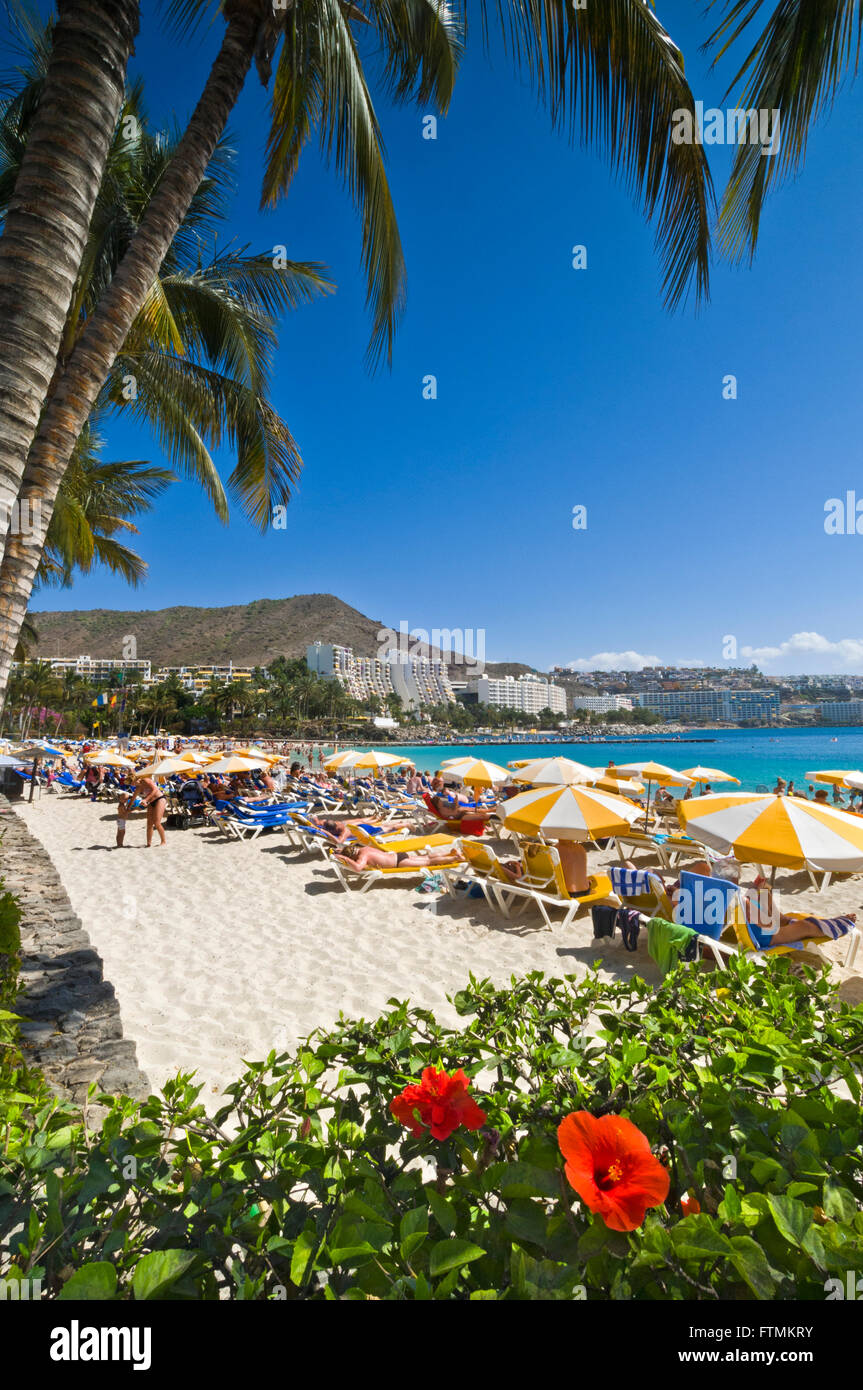 GRAN CANARIA HIBISCUS Anfi spiaggia resort di lusso con palme Alberi e ibiscus in Arguineguin sud Isole Canarie Gran Canaria Spagna Foto Stock
