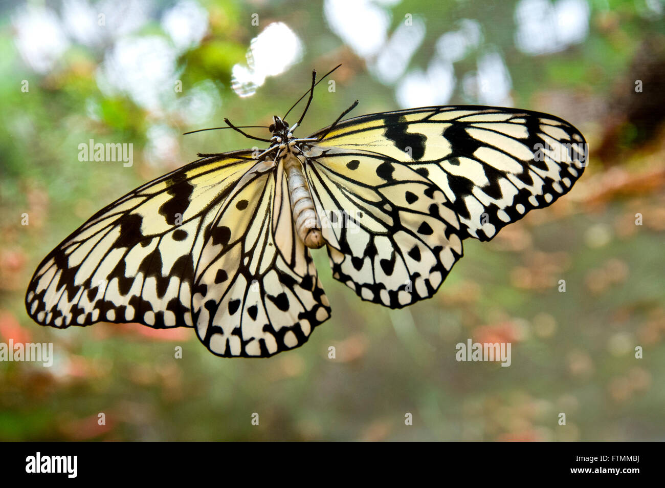 Idea leuconoe butterfly albero bianco ninfa, aquilone di carta, carta di riso tropicale, con ali stese in lussureggianti habitat Foto Stock