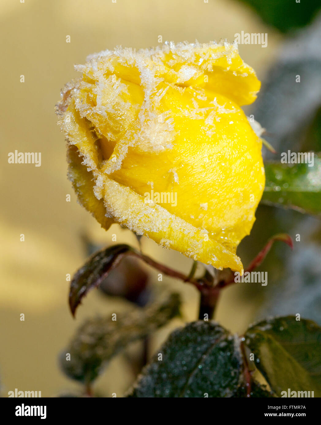 Congelati Rosebud con gelo Foto Stock