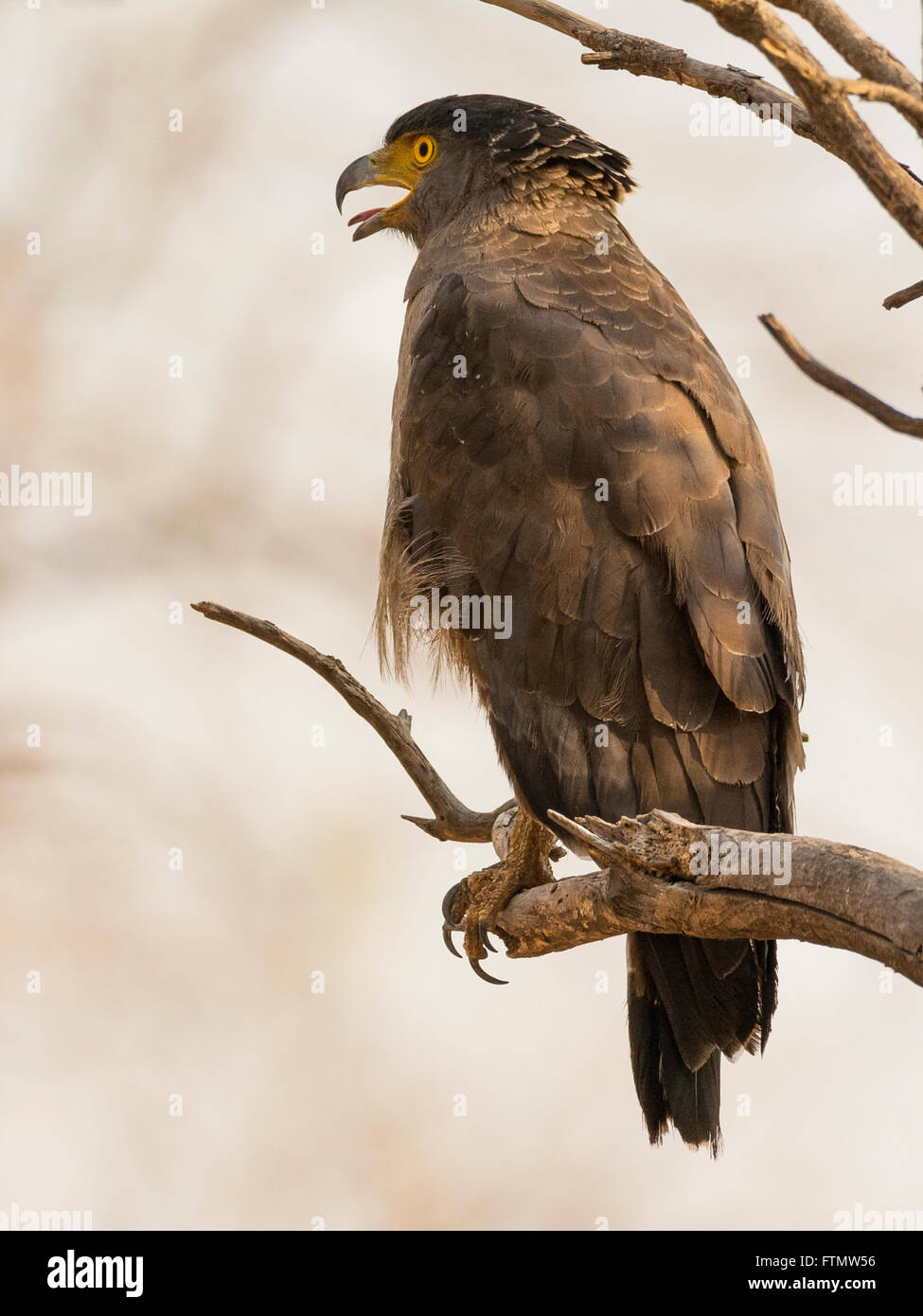 Crested Eagle serpente (Spilornis cheela) a Shoolpaneshwar Wildlife Sanctuary, Gujarat, India Foto Stock