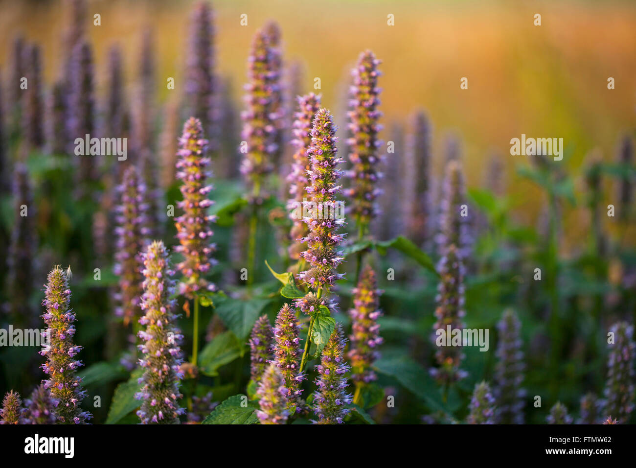 Immagine di anice gigante di issopo (Agastache foeniculum) in un giardino estivo. Foto Stock