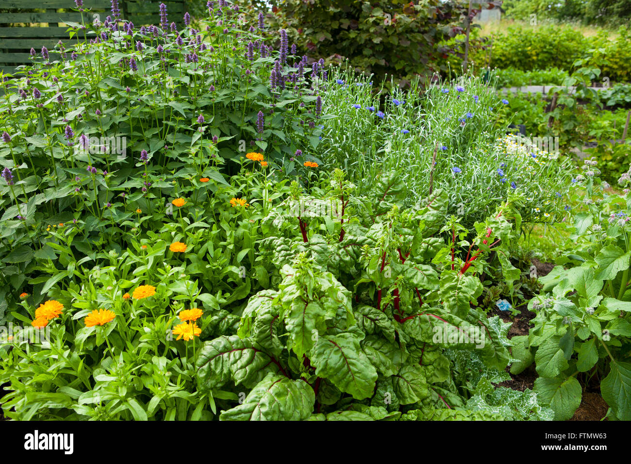 Immagine del giardino di erbe in un estate Foto Stock