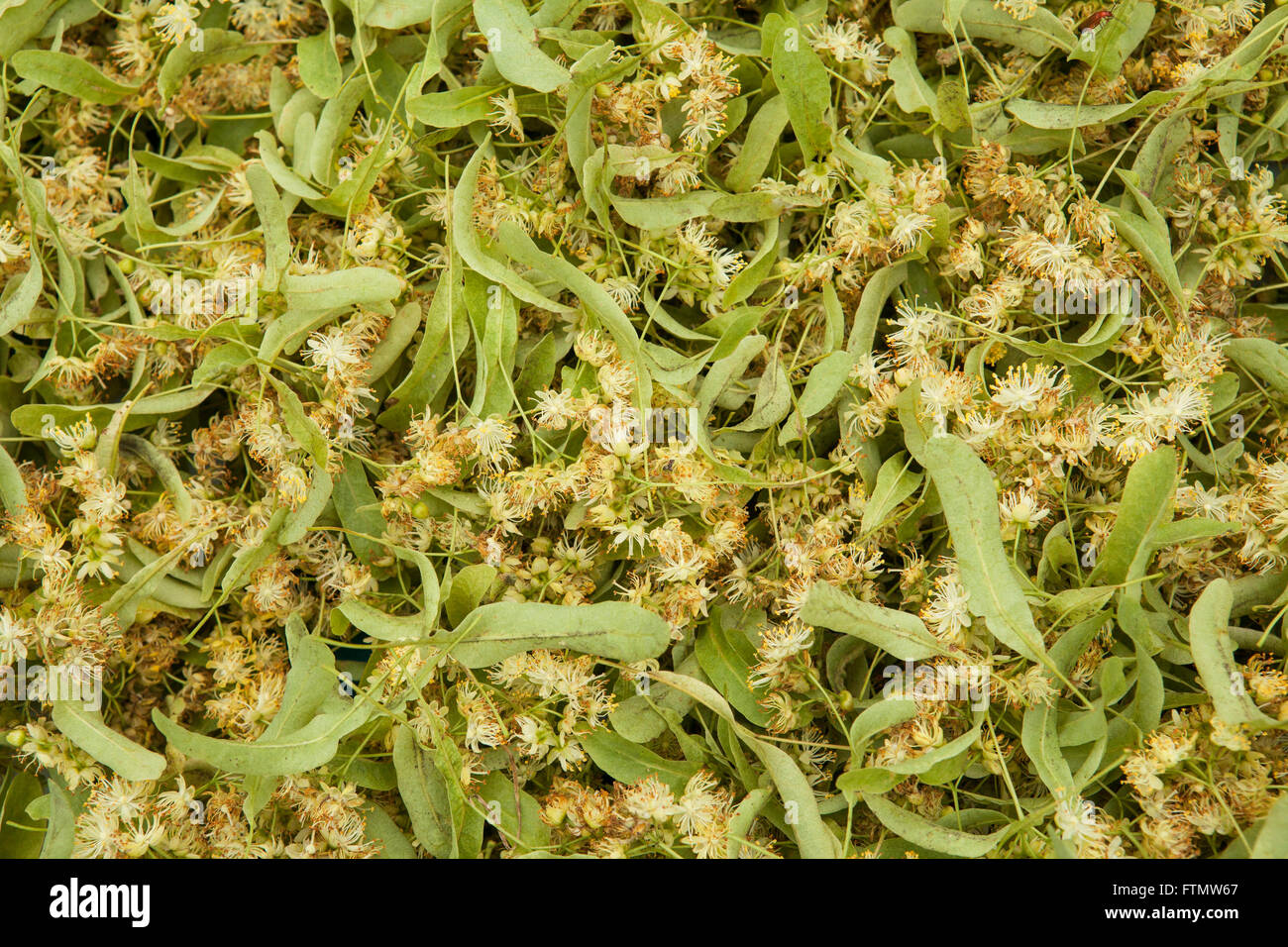 Tilia fiori Foto Stock